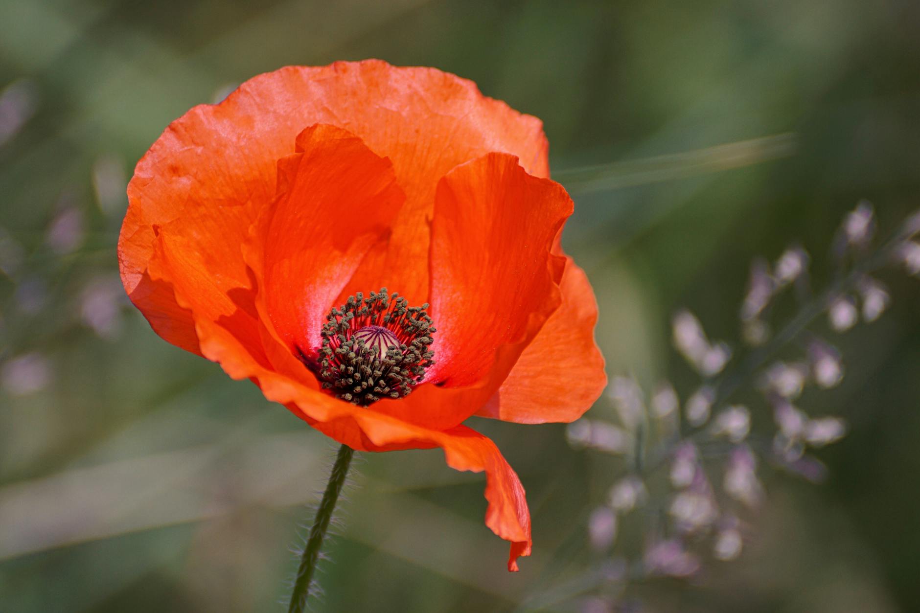 selective focus photography of orange petaled flower